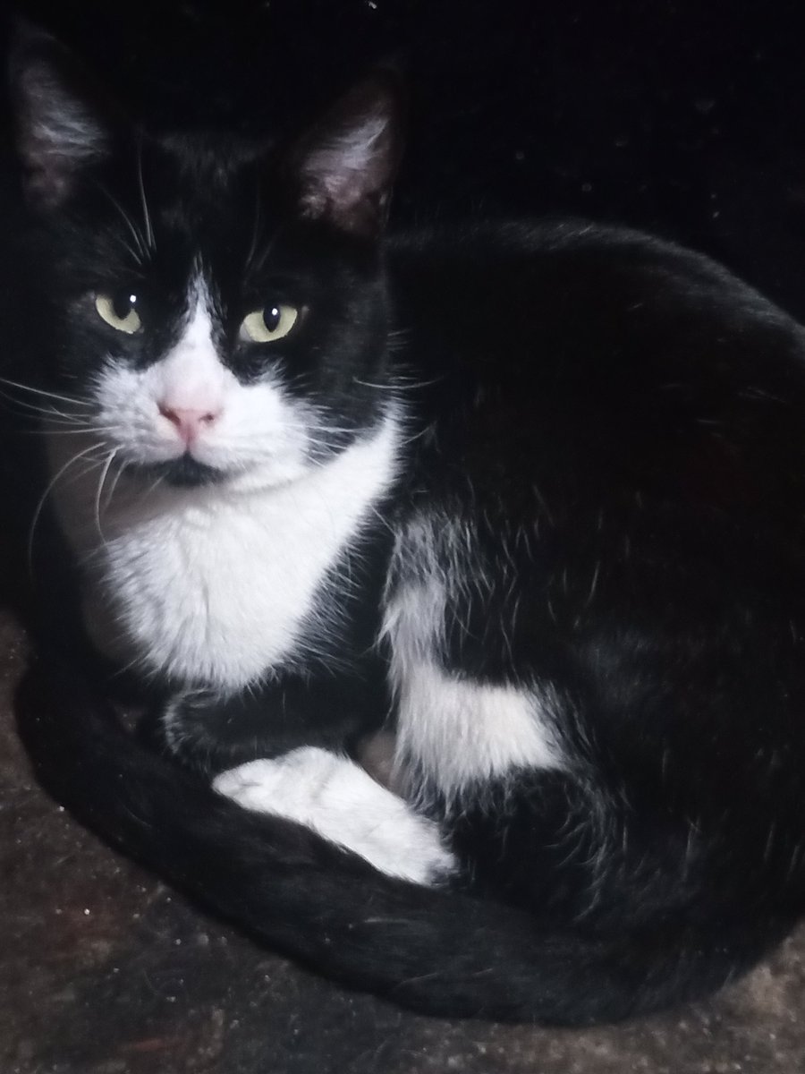 FoxxX AI tweet media