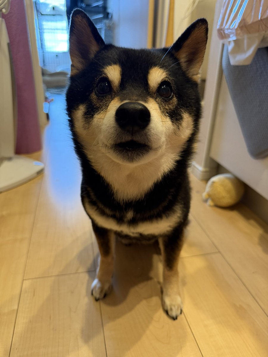 きすけ//豆柴 tweet media