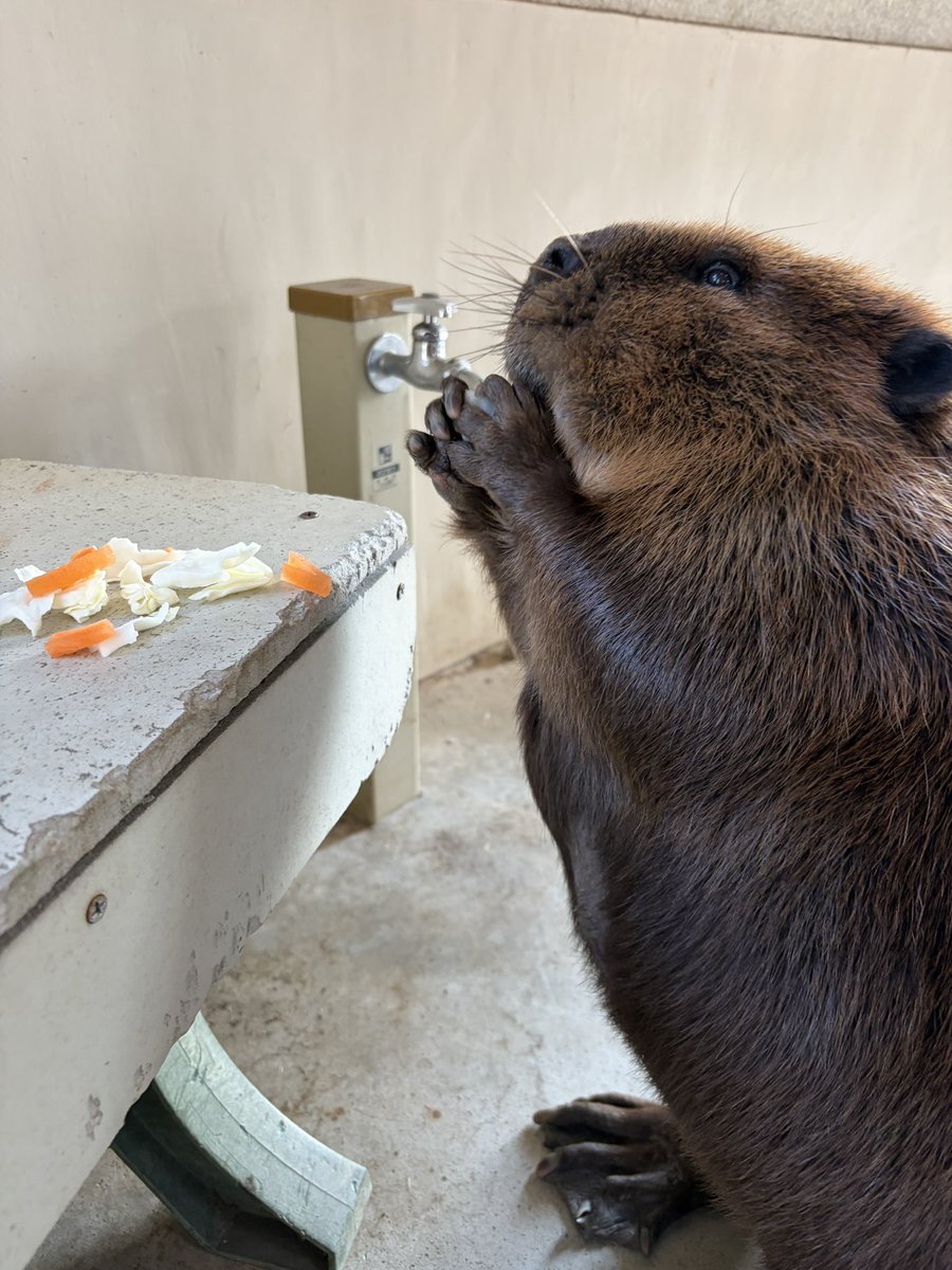 里見🦫 tweet media