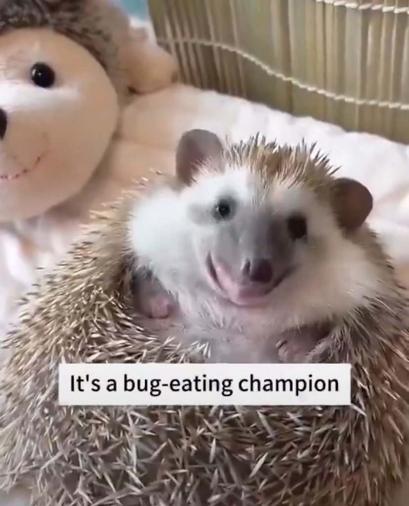 C.D. Snuts tweet media