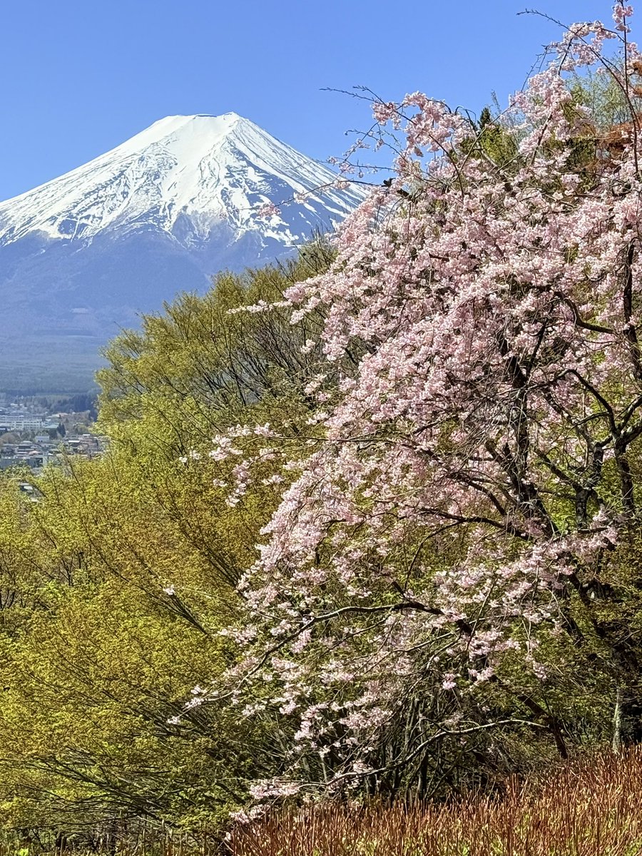 fujiyama tweet media