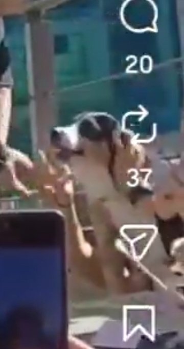 Yo solo quiero ser este perrito ❤️🐕 <a href="/CHANOTB/">CHANO</a>