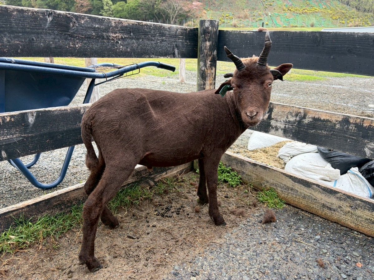 淡路ファームパーク イングランドの丘【公式】 tweet media