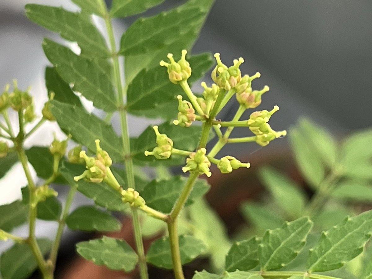 みちる@ベリアス鯖Meteor tweet media