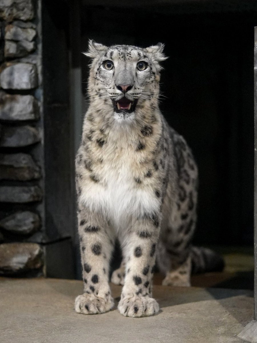 snepreactions's tweet image. sudden greeting #friendly #surprise #snowleopard
