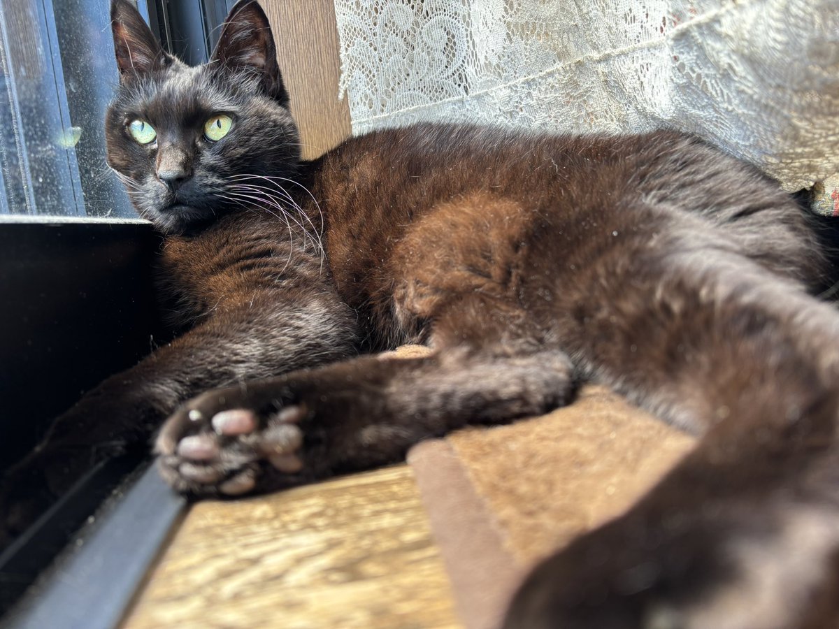 黒猫ベル🖤 tweet media