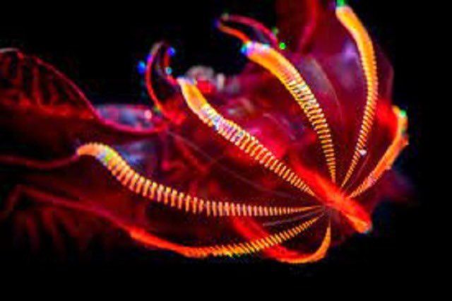 darksaceber's tweet image. unaware there’s a #deepseatwt I would like to apply my fav is the blood belly comb jelly