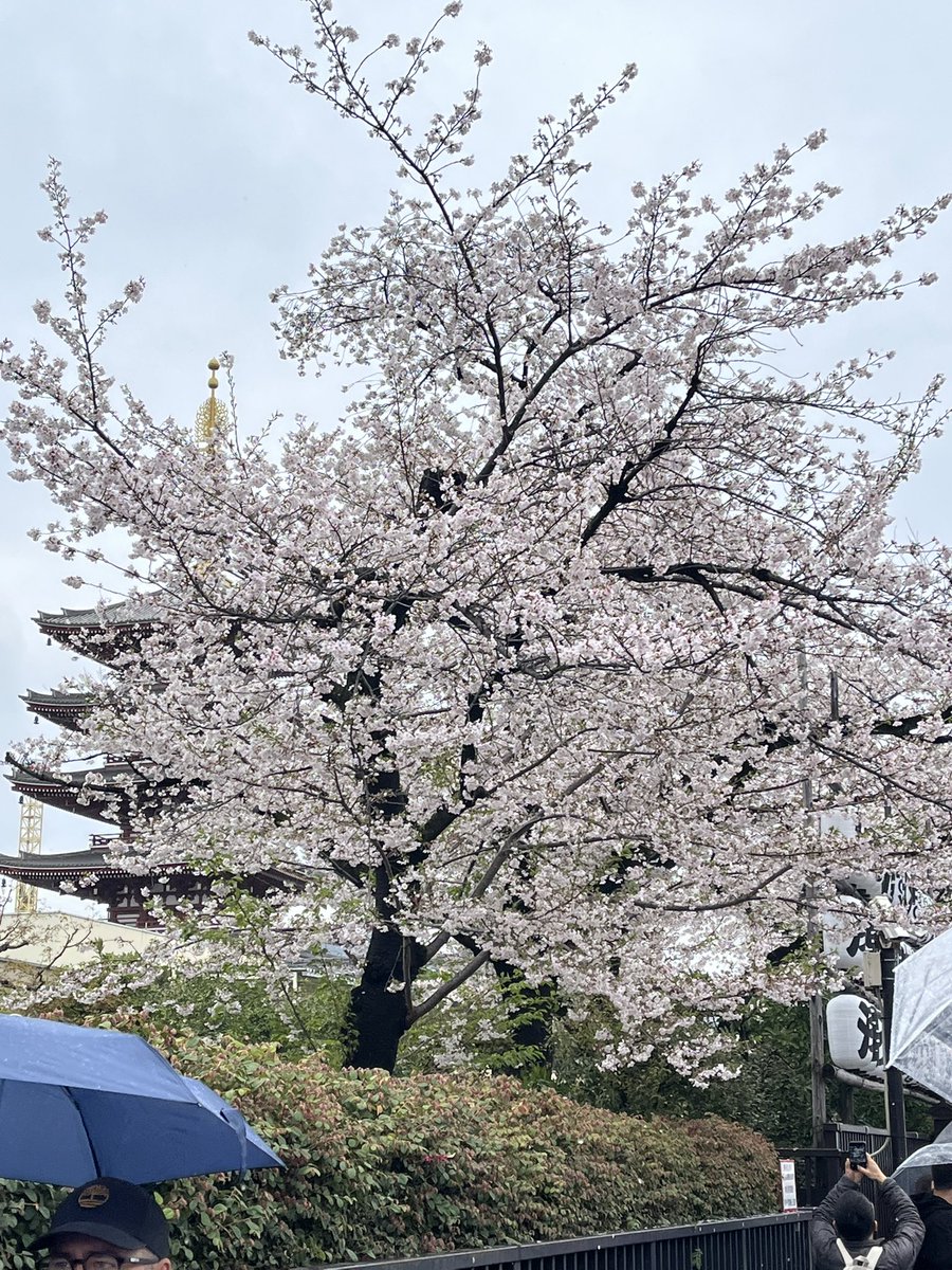 慕安（小安） tweet media