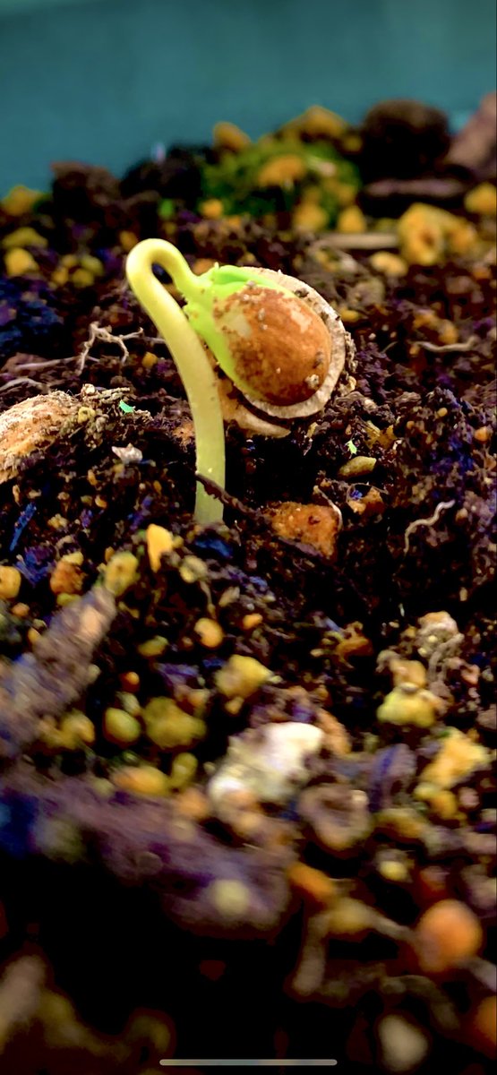 この芽♪何の芽♪気になる芽〜♪
見たことの〜ない芽ですから〜♪
枯らさない〜よに〜♪
慈しむでしょう〜♪(*´ω｀*人)

#今　#家庭菜園　#謎
#新芽　#春　＃一番