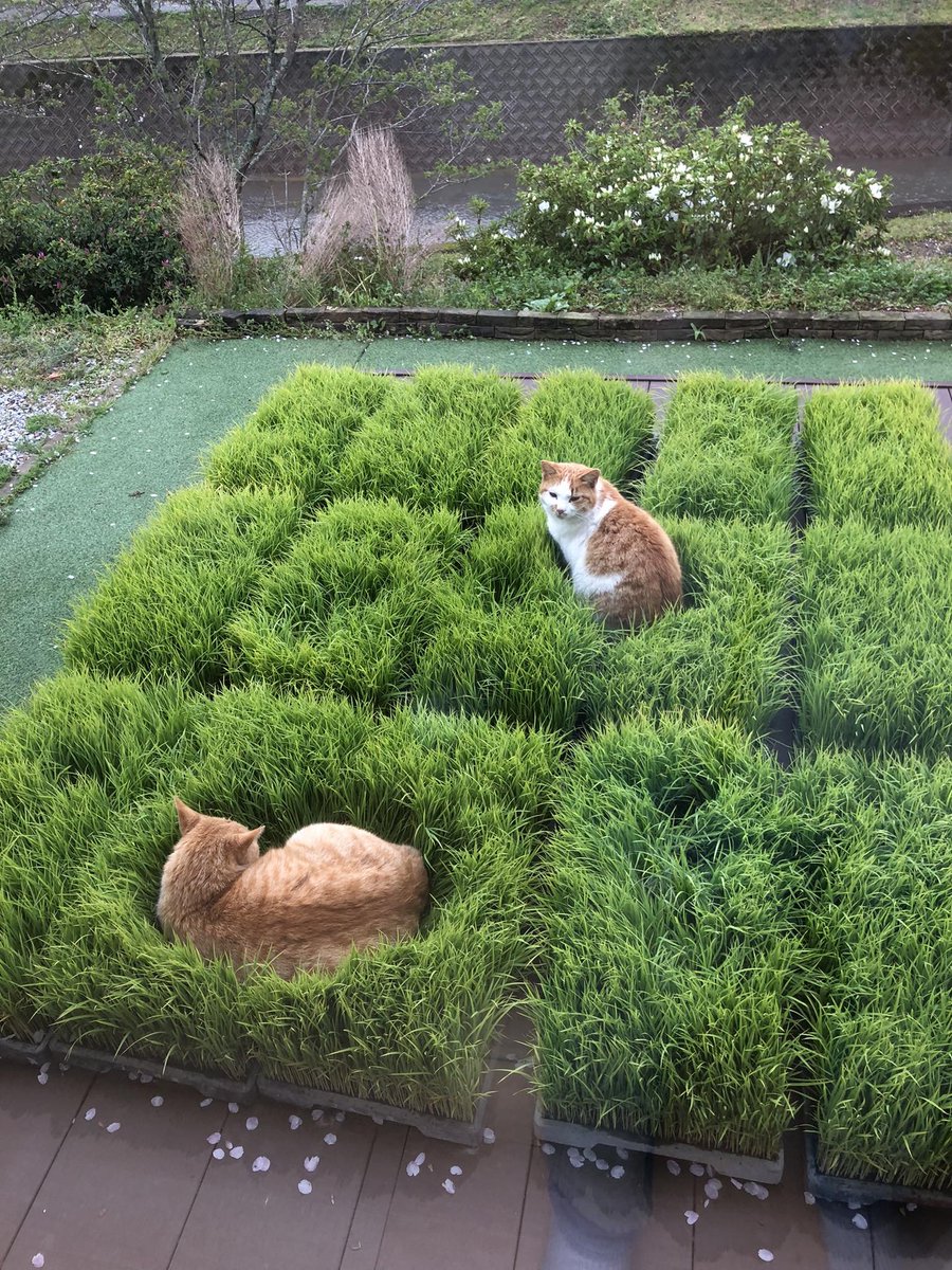 haratake tweet media