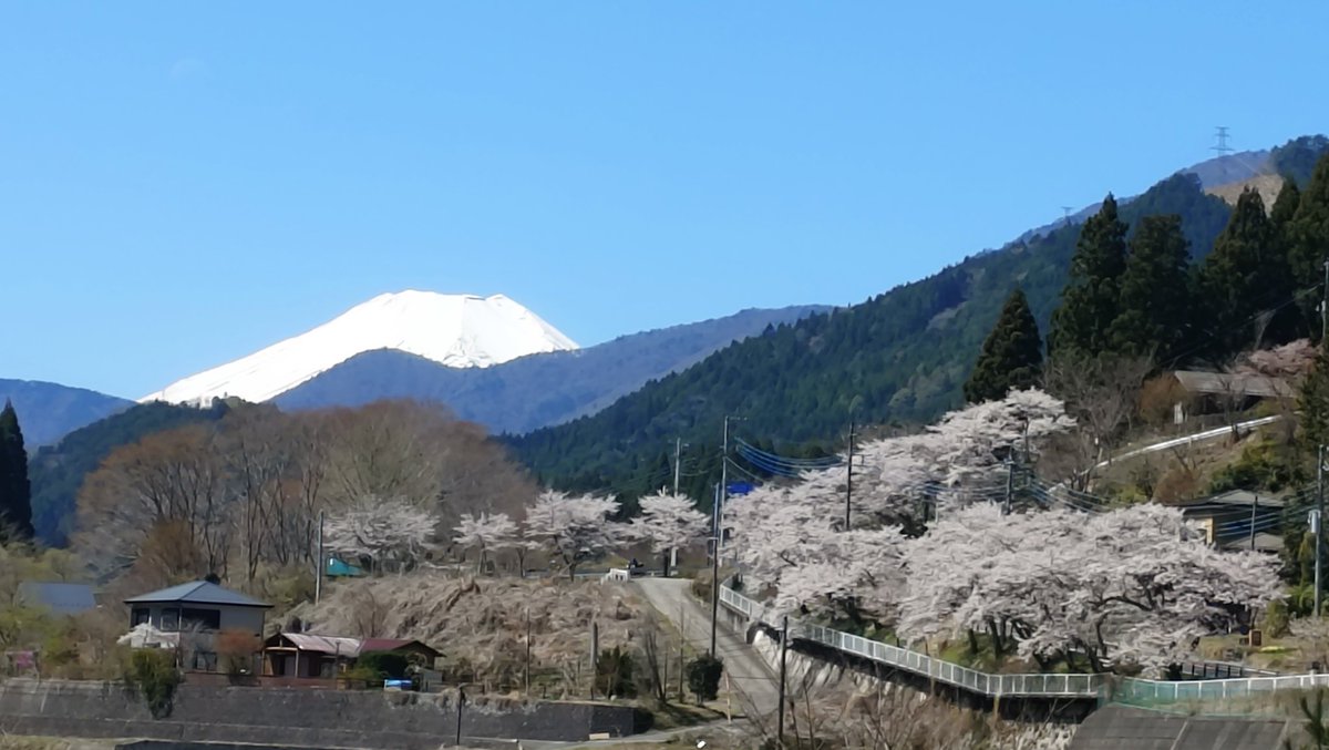 NoriSenNin's tweet photo. 同志道は満開でした https://t.co/R3uQxQRcZK