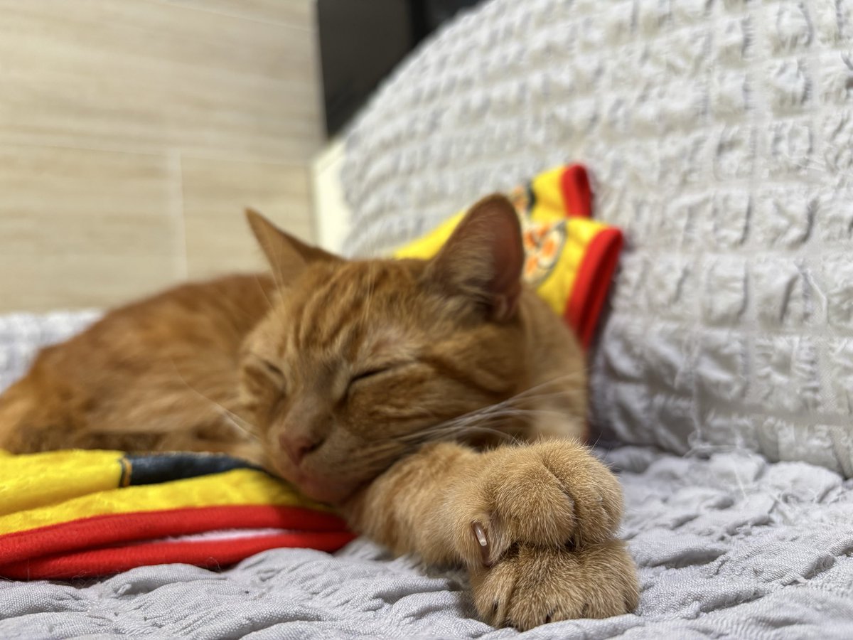 SALMON_BOKO's tweet photo. @Tamanyan_gogo 
今日のおやつは猫のおててサンドよ〜🥪 https://t.co/nxkp6Xn0M5