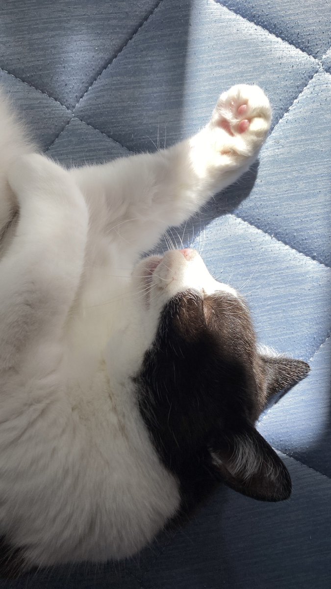 にゃんぽこぐらぐら草 tweet media