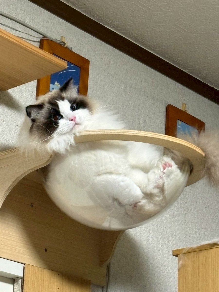 FrIE0d_ChiCKen's tweet photo. もちもち https://t.co/qhl1oM9u6G