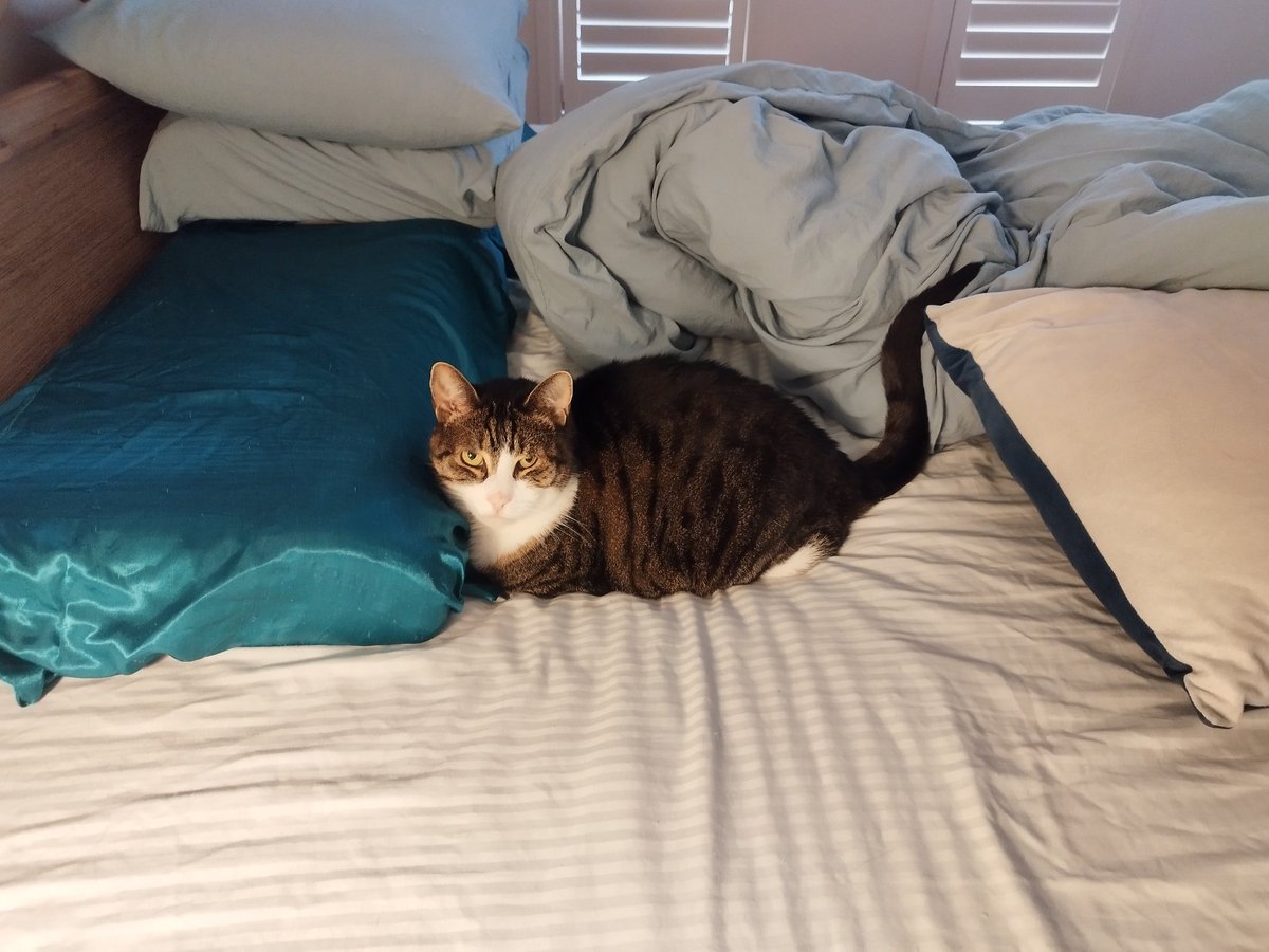 Don't worry hoom, I'll keep your spot nice and warm
💚Eevee