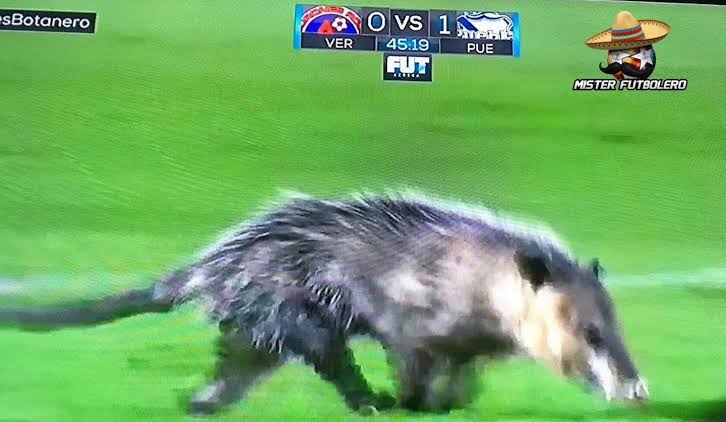 soy Águila mundialista 🏆🦅🙋🏻‍♂️ 🤣 tweet media