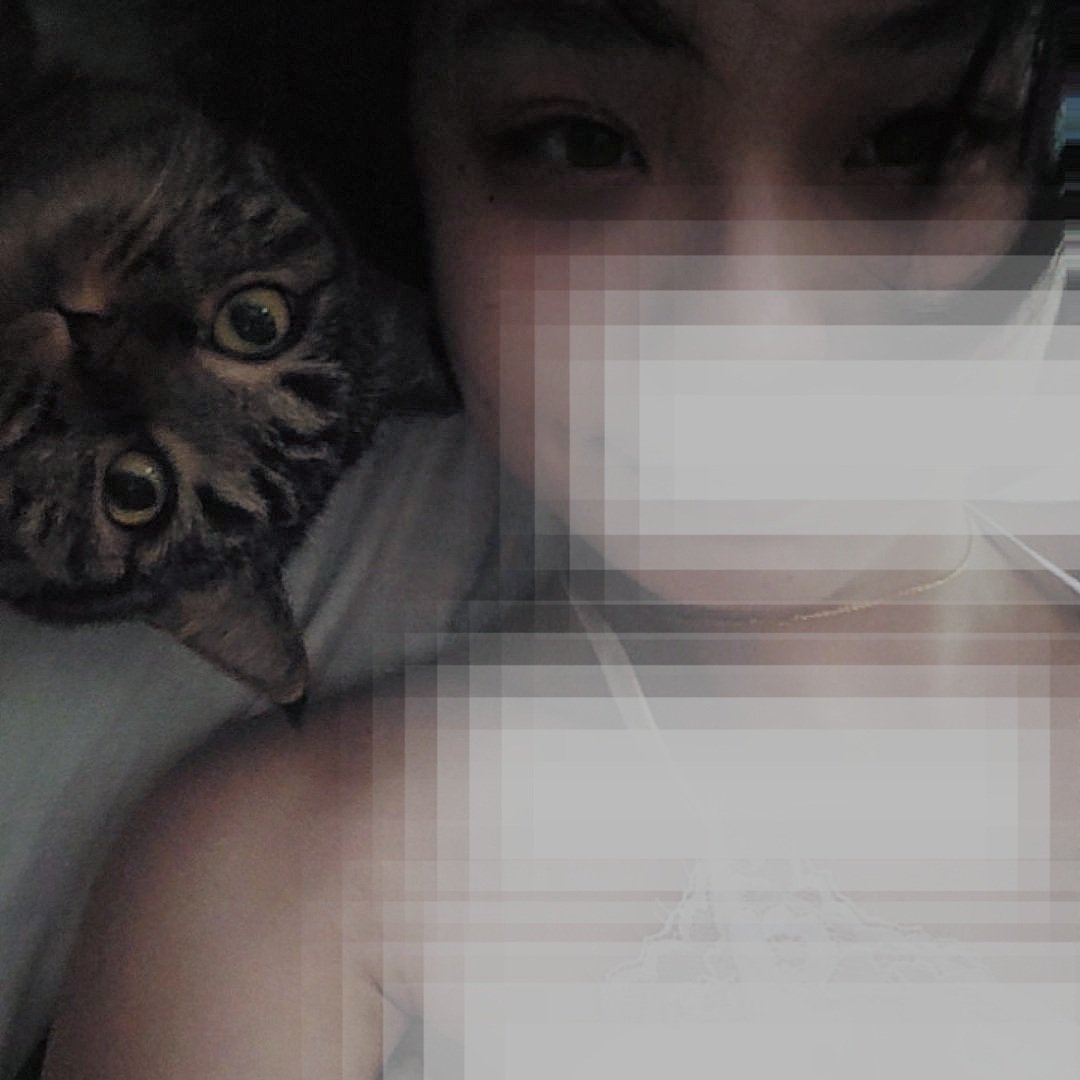 毛绒酢浆草 tweet media