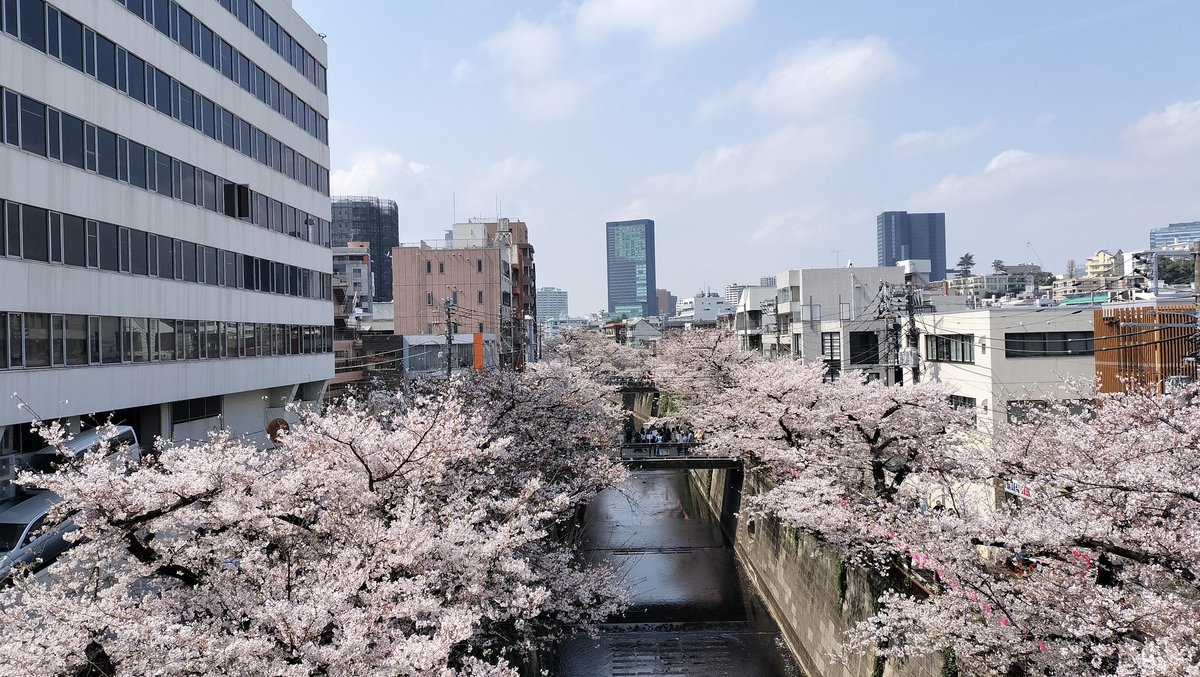 yuki_tk14's tweet image. 0330と0411の比較。
あっという間ですね。
#中目黒 #桜