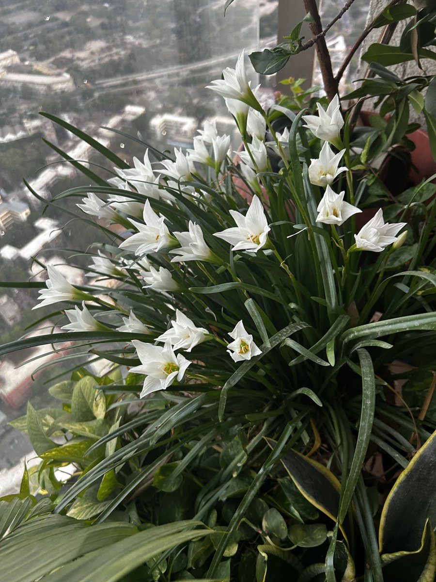 ujjwalabaxi's tweet image. Lilies in my balcony🌷

#natire #bliss #saturdayvibe