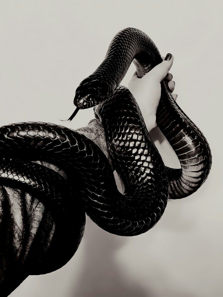 𝕯𝖆𝖒𝖔𝖓 𝕾𝖆𝖑𝖛𝖆𝖙𝖔𝖗𝖊 🩸🎸 tweet media