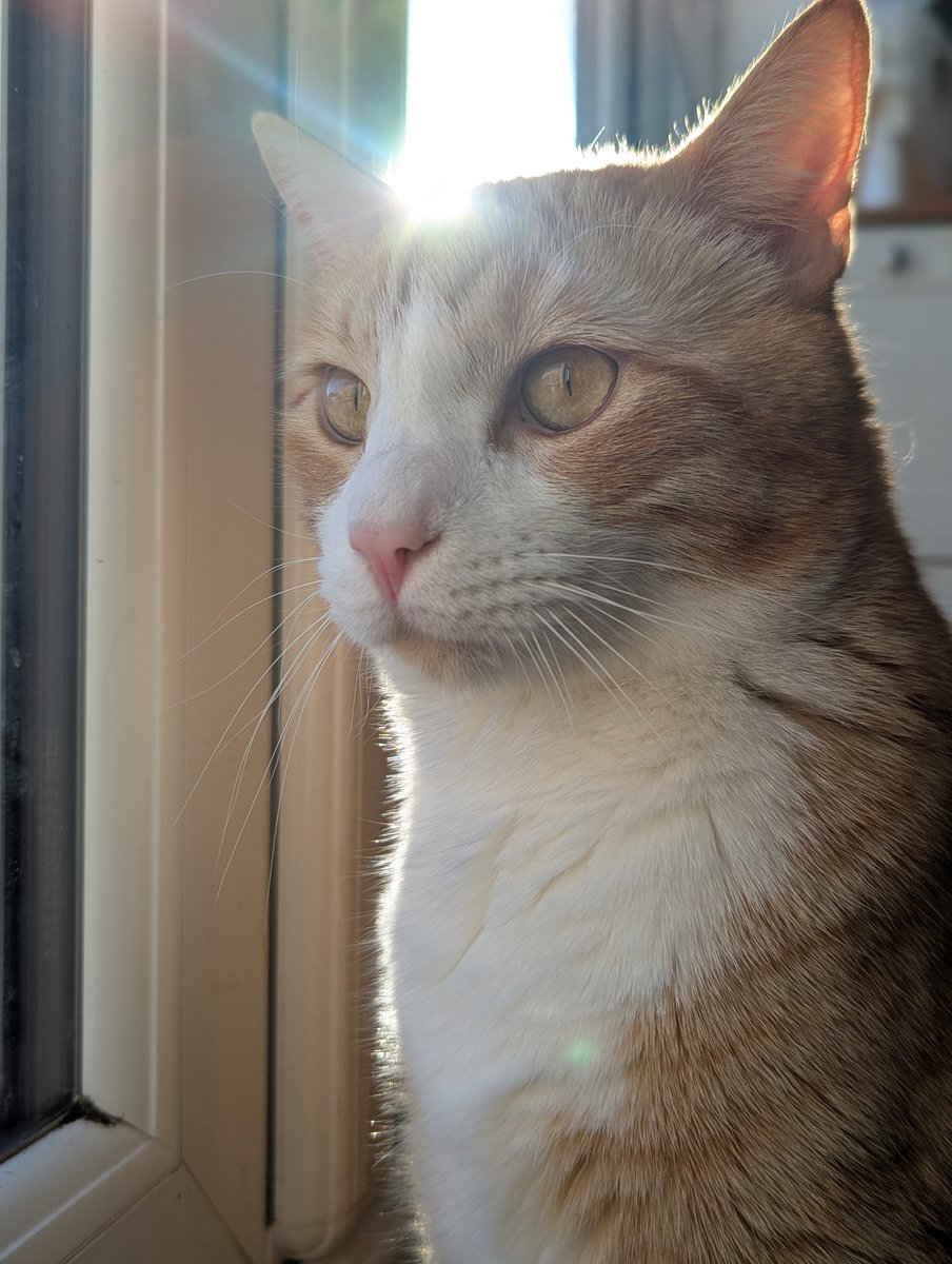 Vio (+ 🐱Charlie & 🐱Chris) tweet media