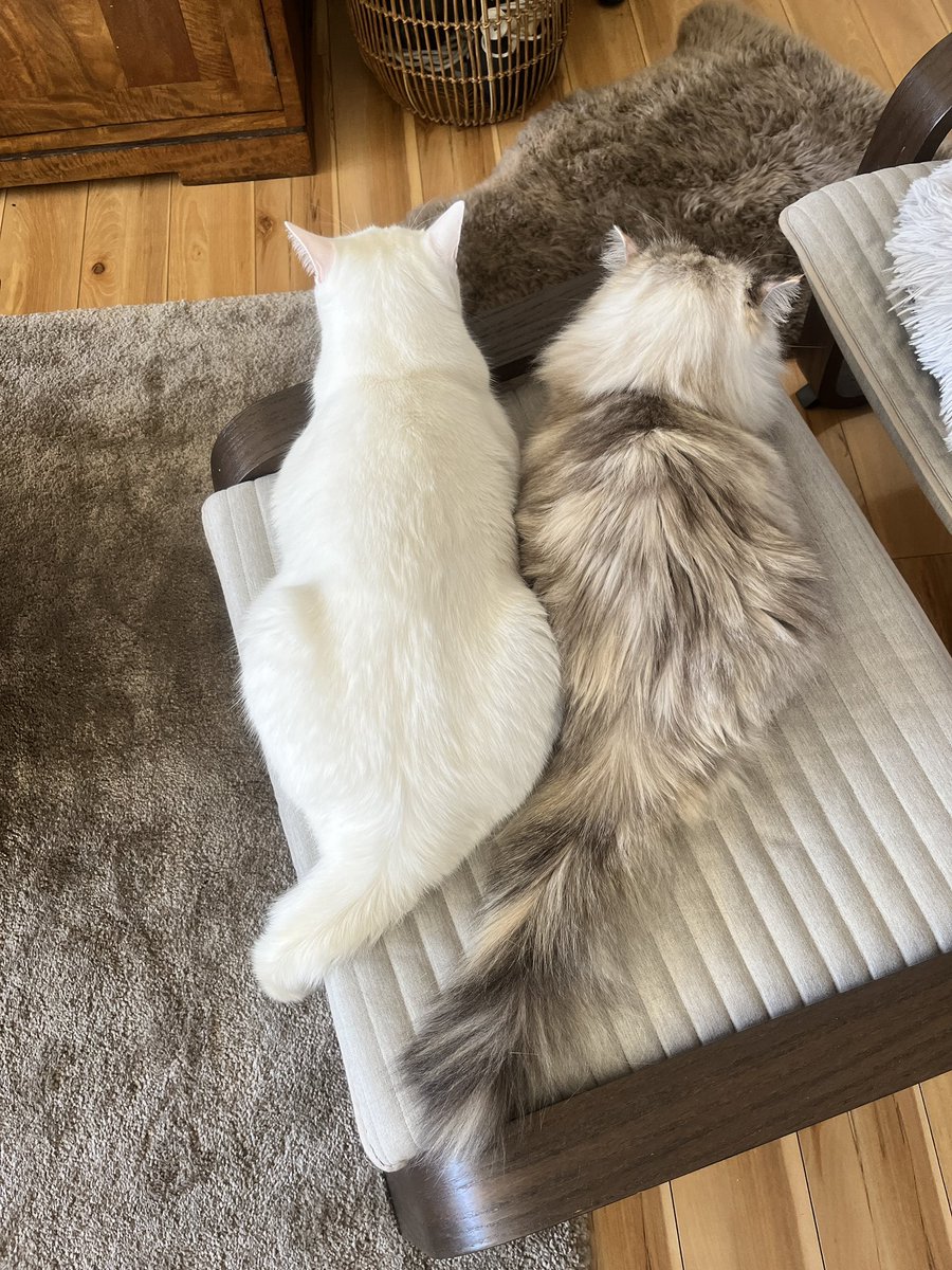 hogsydney's tweet photo. かわゆい🥰 https://t.co/0YHlJKLr94