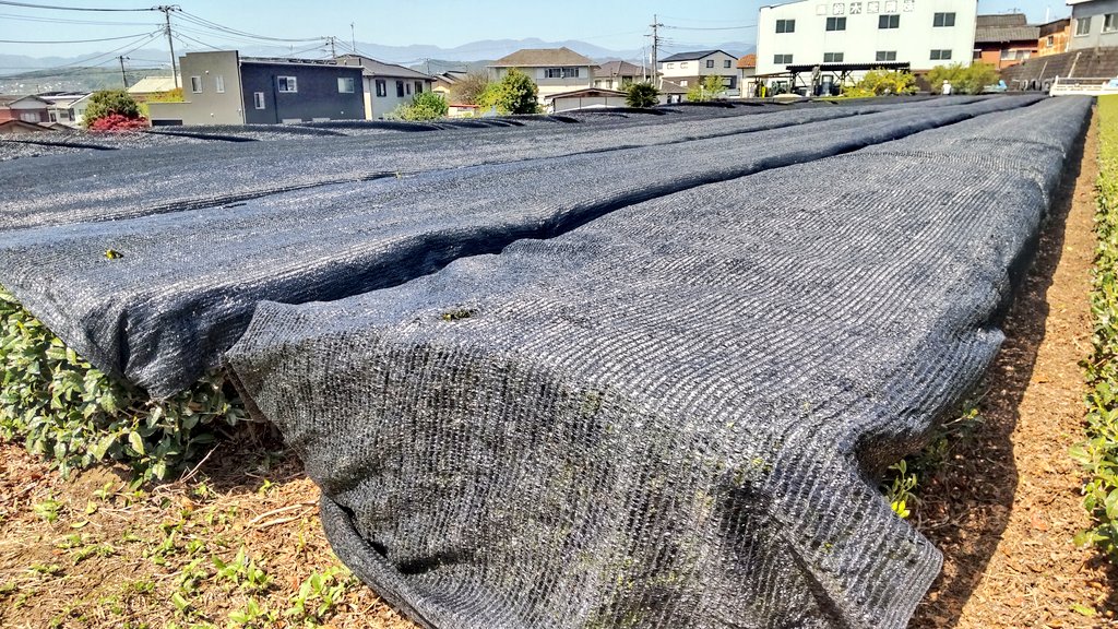 dgyt2010's tweet photo. こんにちは
堂ケ谷戸製茶です🍵
今日はいいお天気で暑いくらいですね☀
新芽もだいぶ伸びてきたので茶畑に寒冷紗をかけています
かぶせ茶は2週間かけるので2週間後には新茶が出来上がりそうです
ご予約は店頭で電話で承っております🤗 https://t.co/qkKYWJshN2