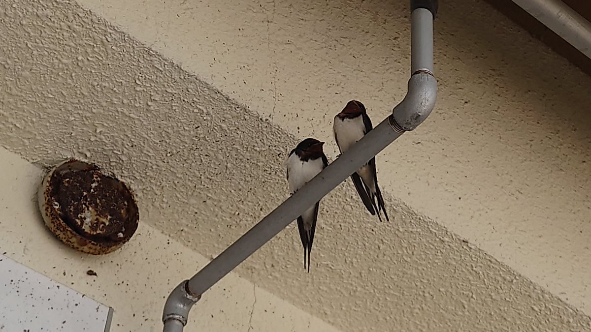 しーちゃん tweet media