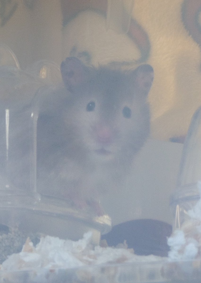 🦇🎃 📣< Y tweet media