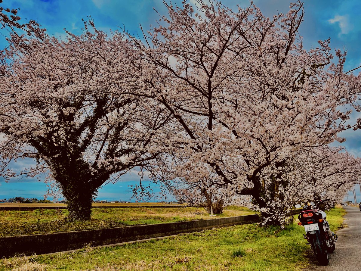 川崎でーす。 tweet media