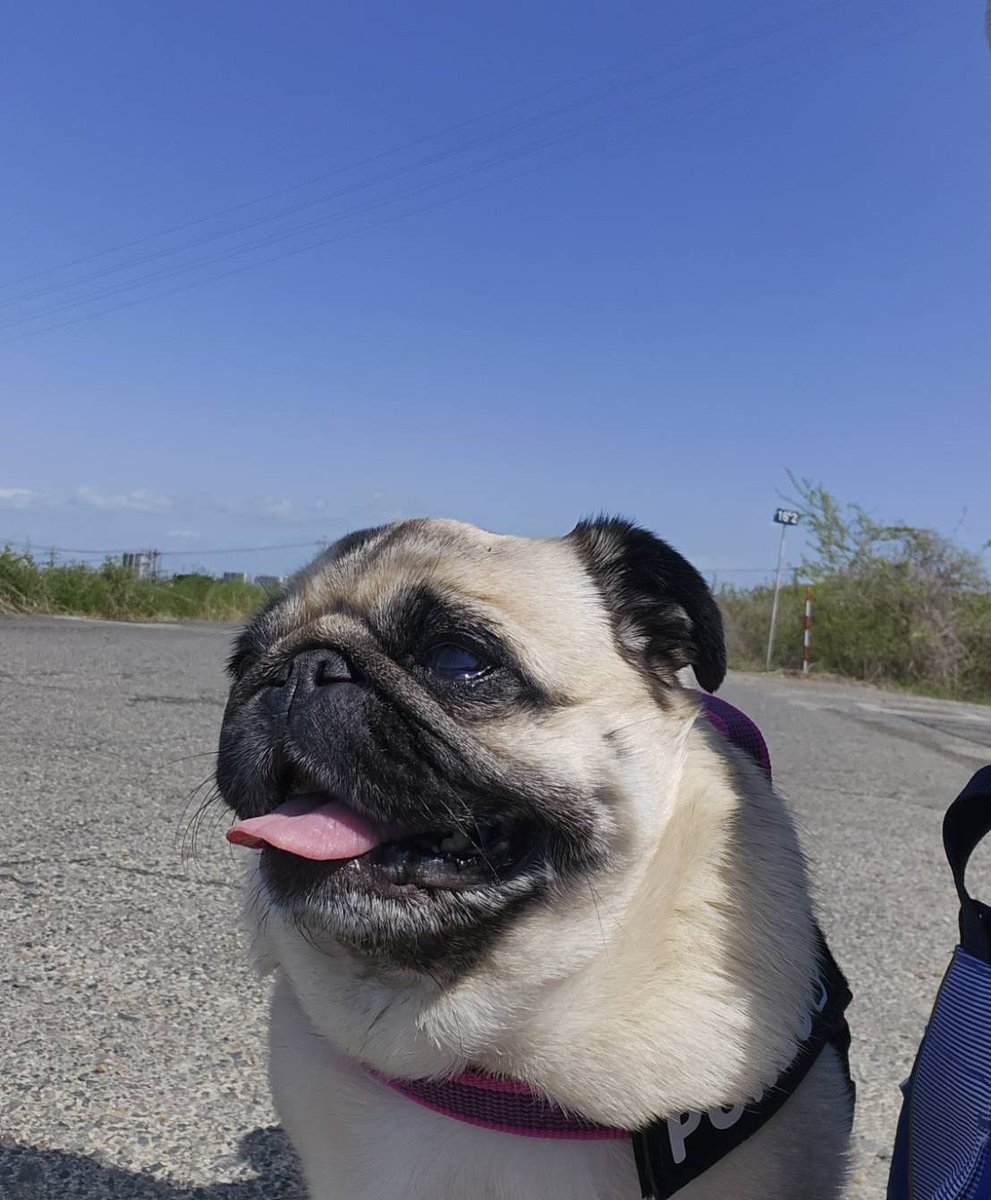 いいお天気！おはようございます。パグのぽんず