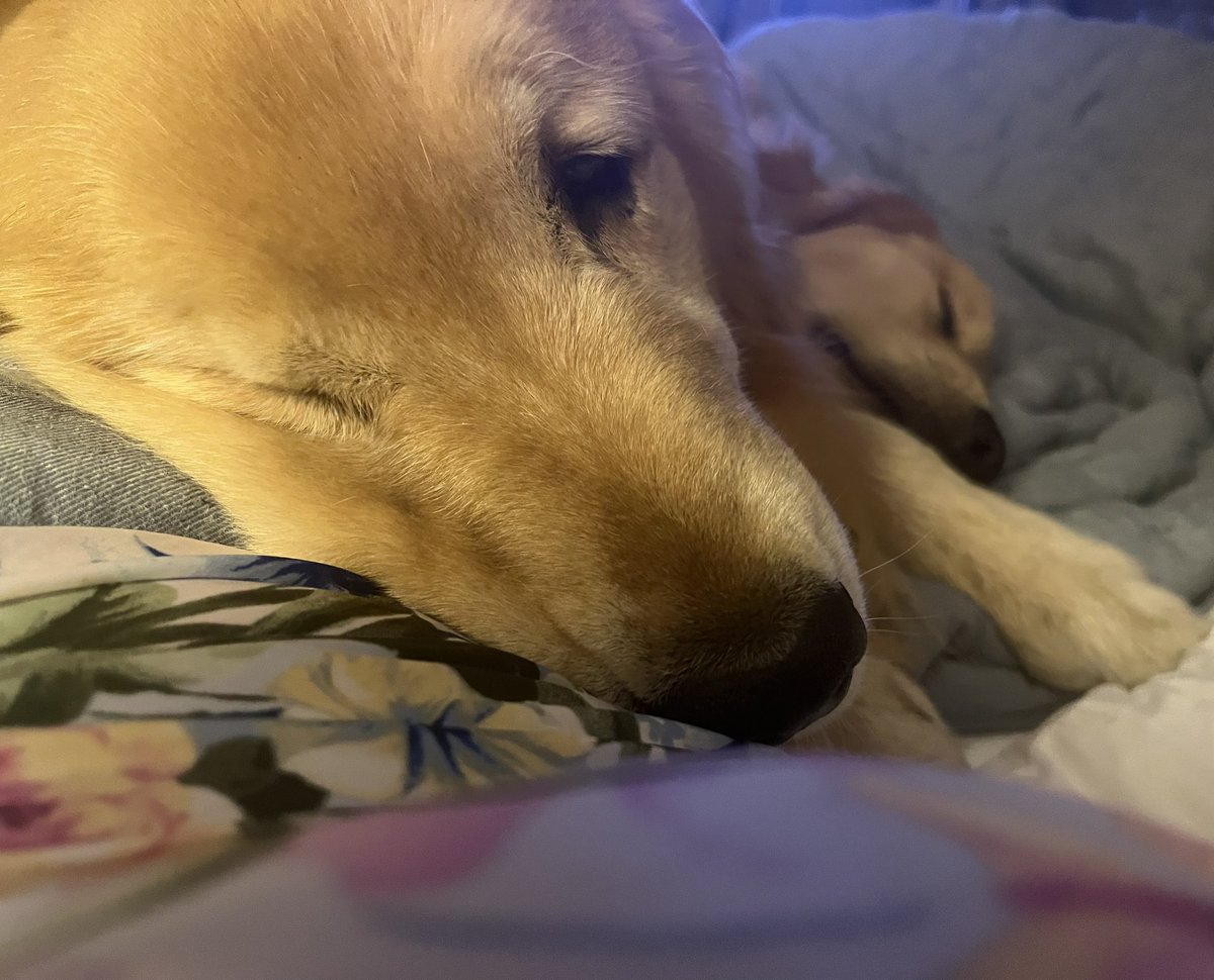 Susan 🇺🇸🐊 tweet media