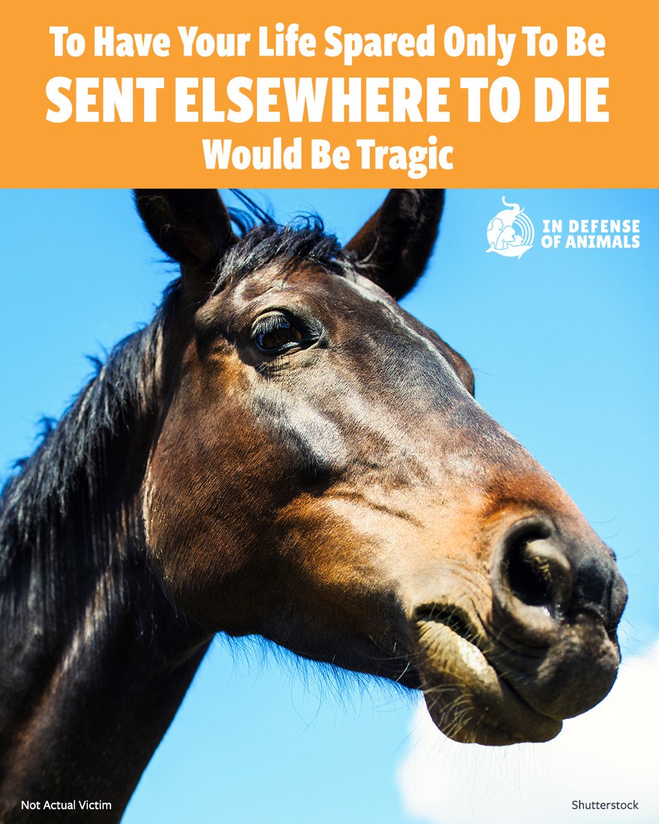 IDAUSA's tweet image. Escaping one death should not lead to another.
These #horses were spared from a #vivisection lab, but they are still not safe.
Their second chance must not be taken from them.
Act now: bit.ly/4t9XzMI
RT &amp;amp; support bit.ly/3OvESUE
#EndAnimalTesting #SaveTheHorses