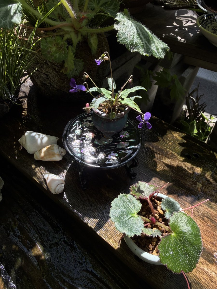 wakusei_juna's tweet image. MU:DSのミニテーブル
螺鈿に光が反射したら本当に綺麗
今朝の水やり曲は #intothesun

家に帰りたい
君のいる場所
草が燃え
星が沈む場所

この部分好きなんだけどやっぱり直訳とは違うのかもしれないとふと。
言葉がちゃんと受け取れたらいいのにな。