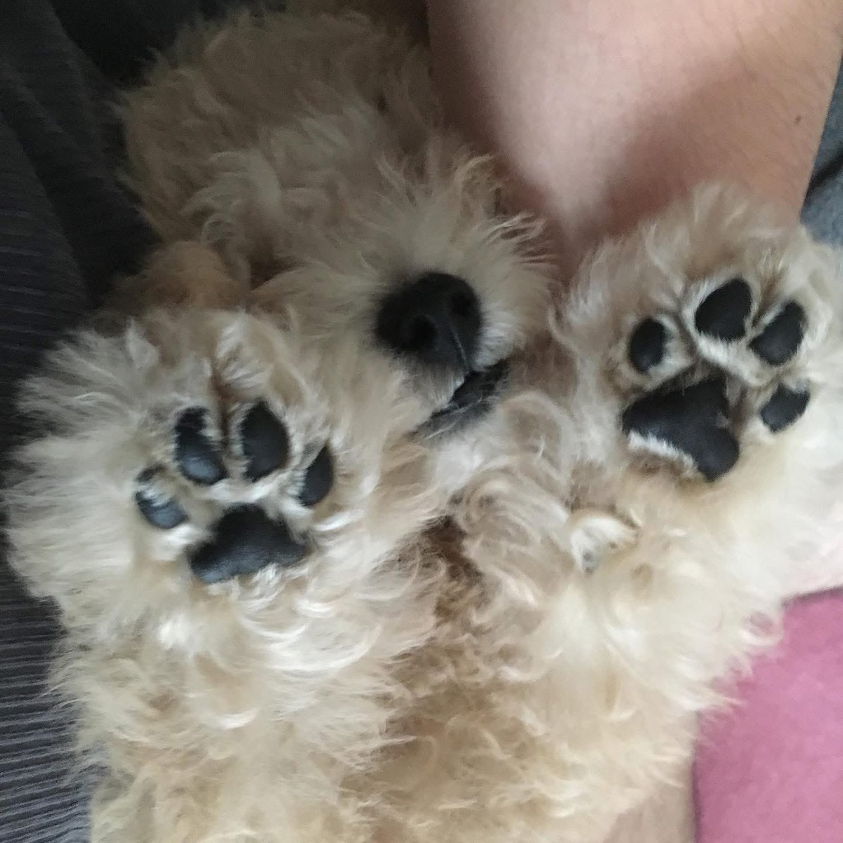 とみりん@とみりん大賞主催者 tweet media