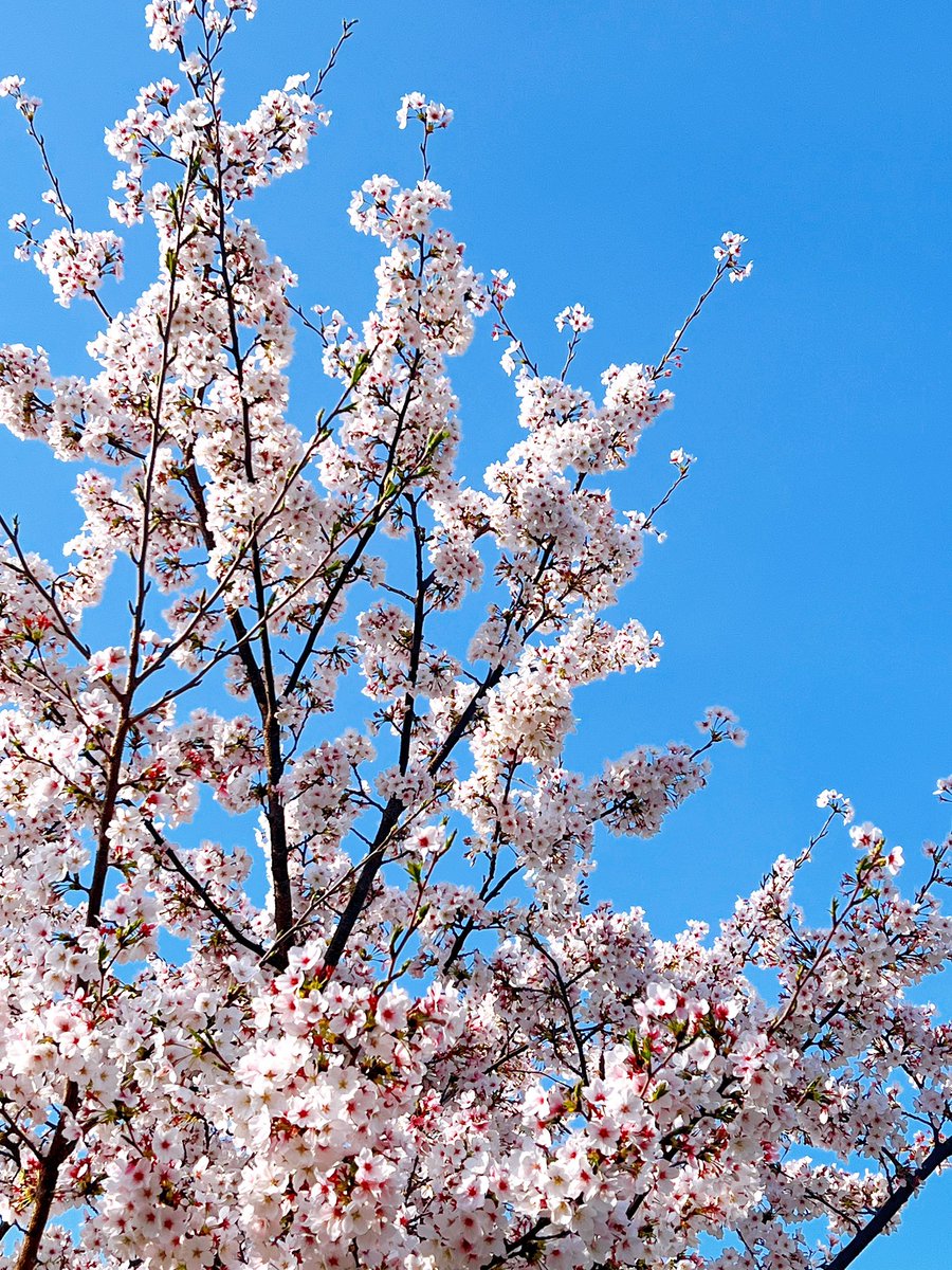 あんまんまん tweet media