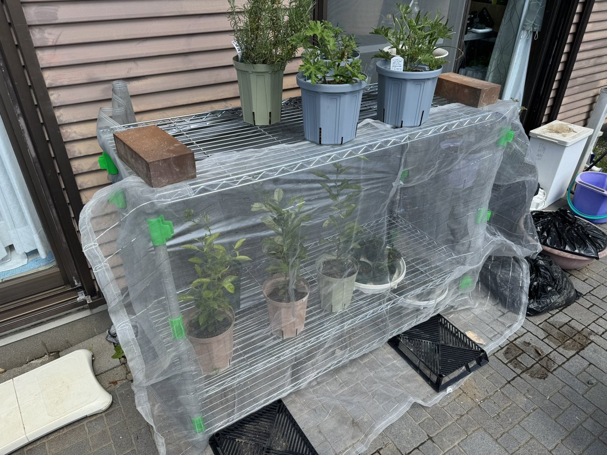 こりぃちゃんぴっぐ tweet media