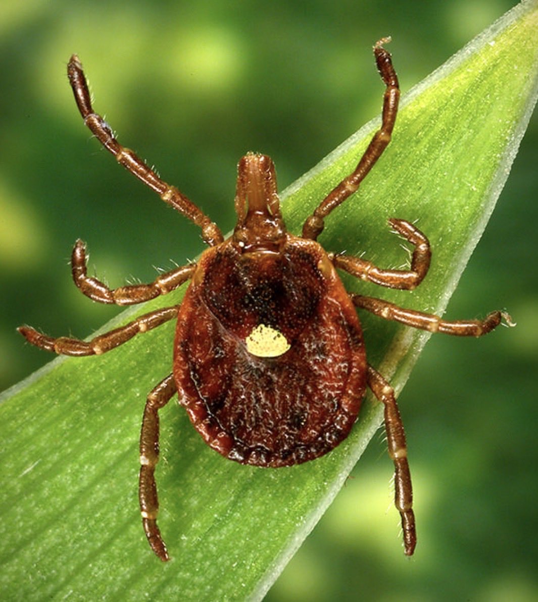 HSchenewark's tweet image. The librarian in our small town announced her resignation at story time today as she needs to care for her son who was recently diagnosed with alpha-gal syndrome. 

You’ll never convince me it’s natural. Getting deathly allergic to red meat from a tick bite? 

So sad for this boy