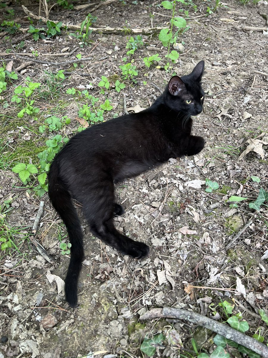 Lucky and Angel Marie Choo Choo, married to Chalky tweet media