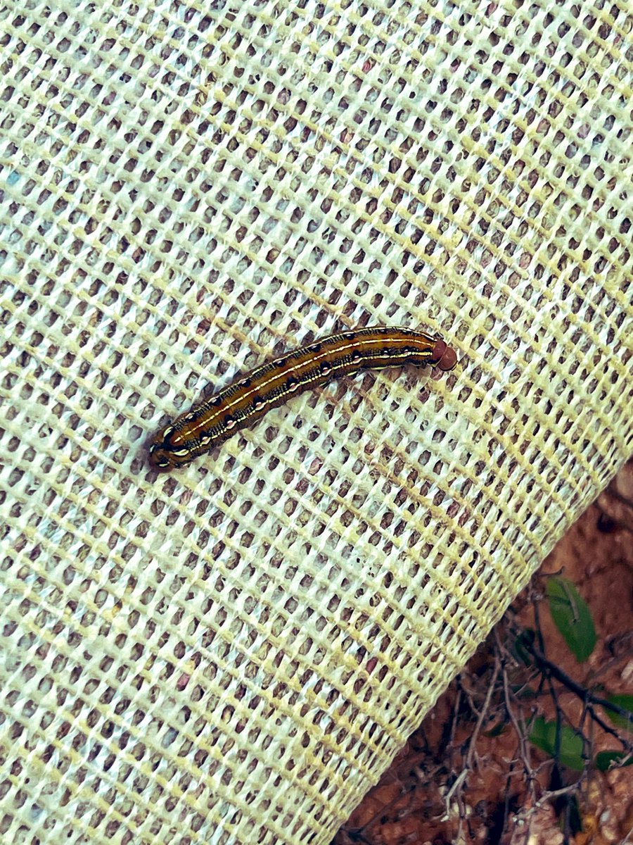 Arsen Balls tweet media