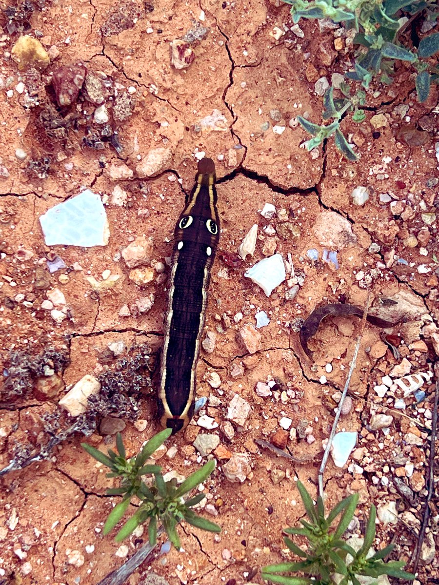 Arsen Balls tweet media