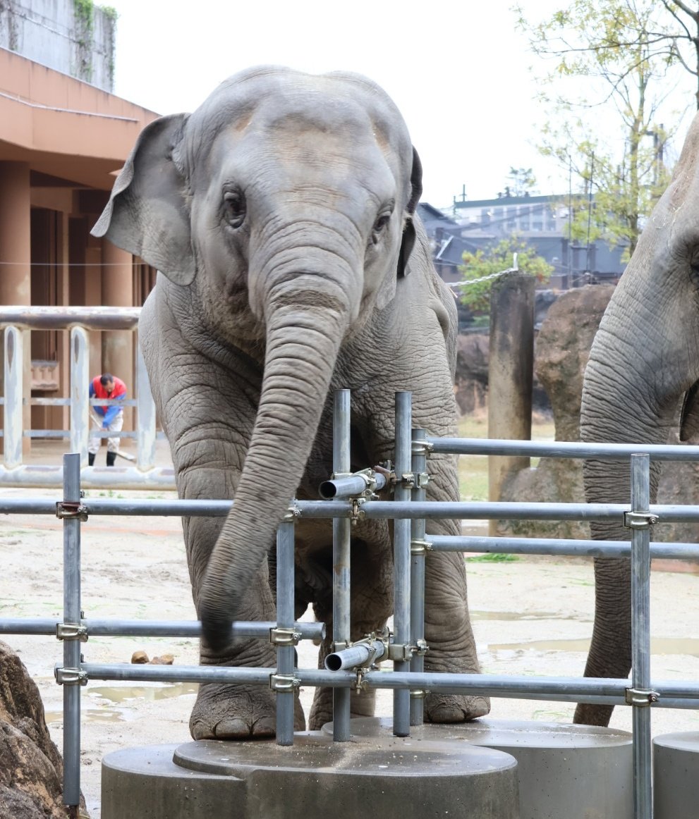 麦わら猫 tweet media