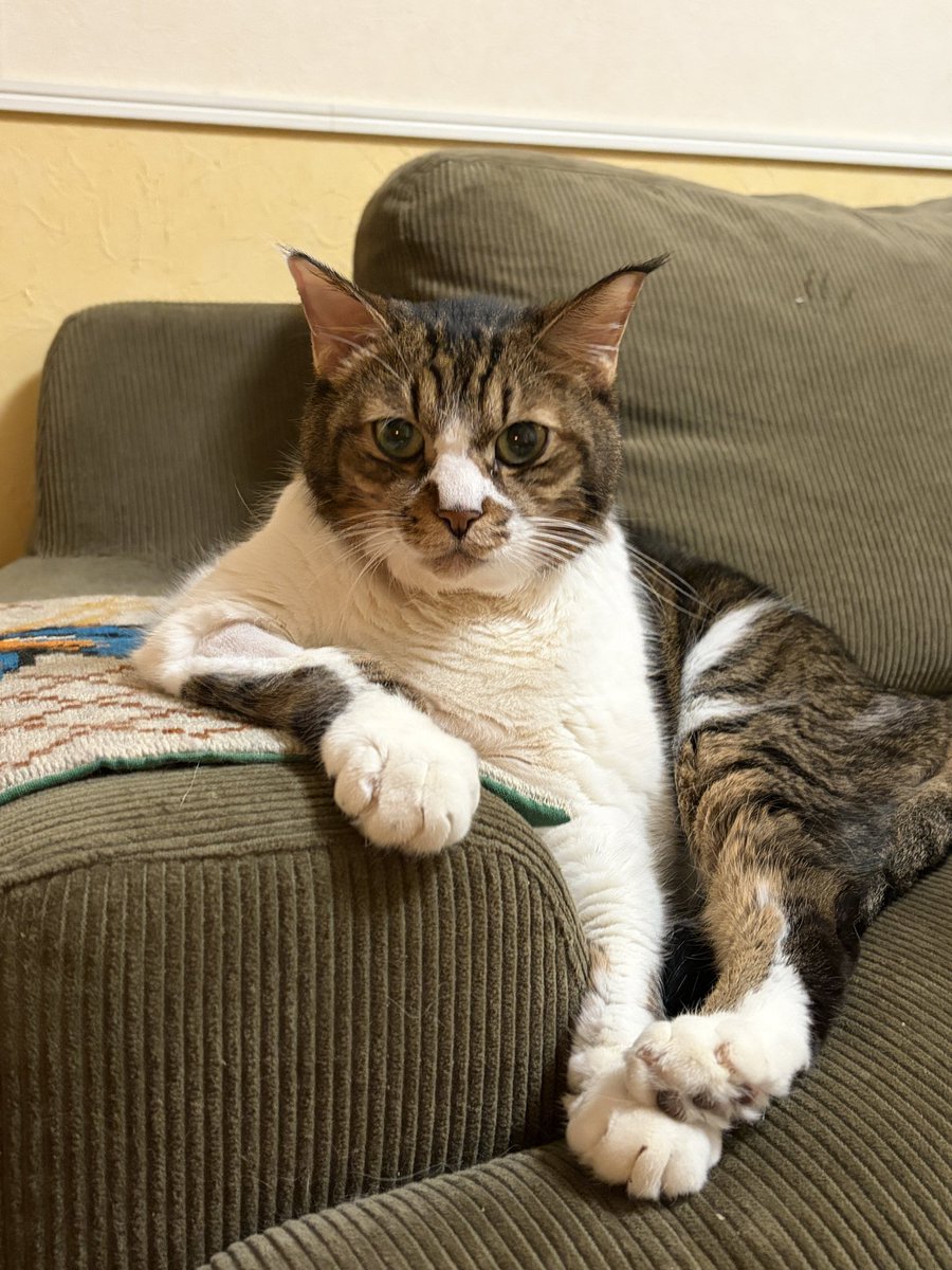 ちさぞう tweet media