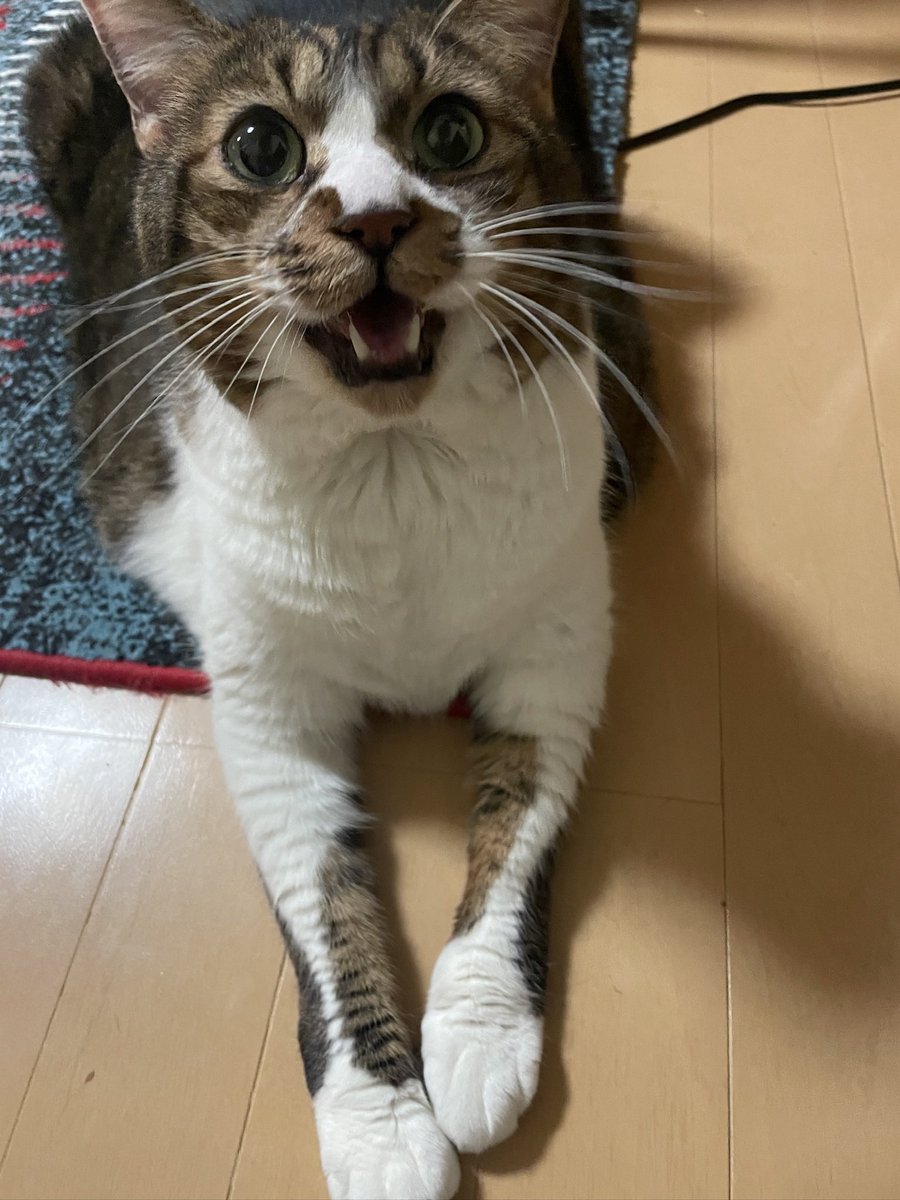 ちさぞう tweet media