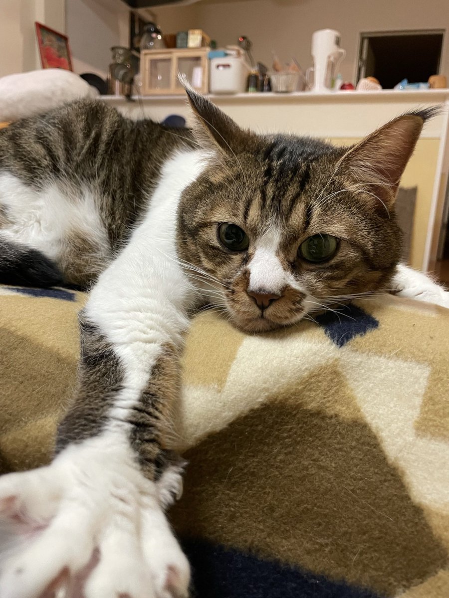 ちさぞう tweet media