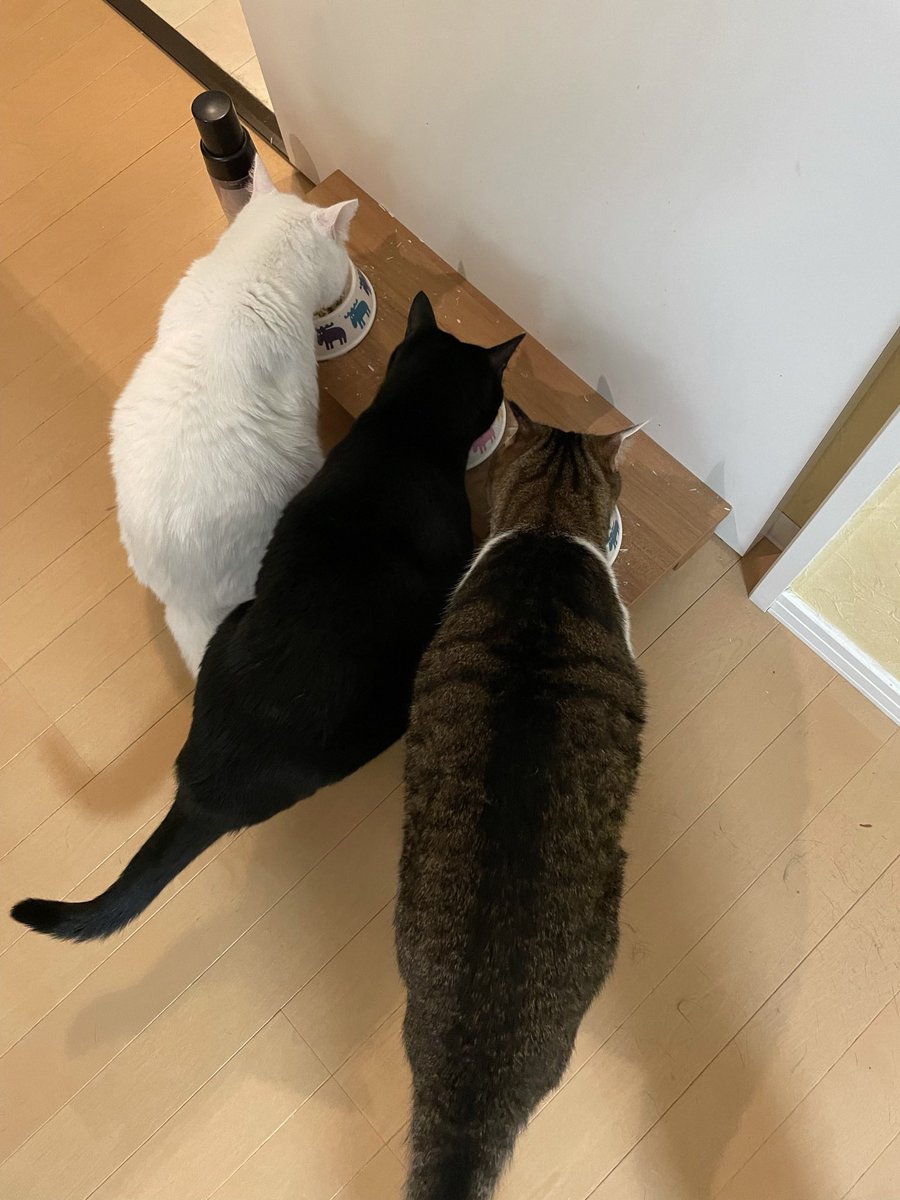 ちさぞう tweet media