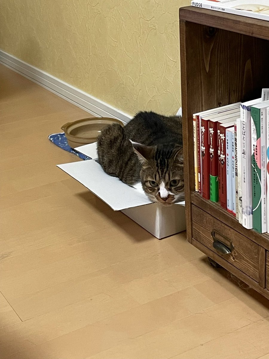 ちさぞう tweet media