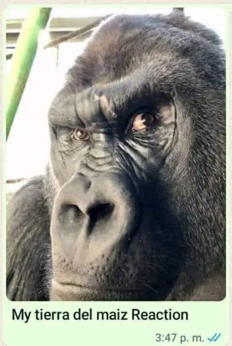 SnackTheRiper tweet media