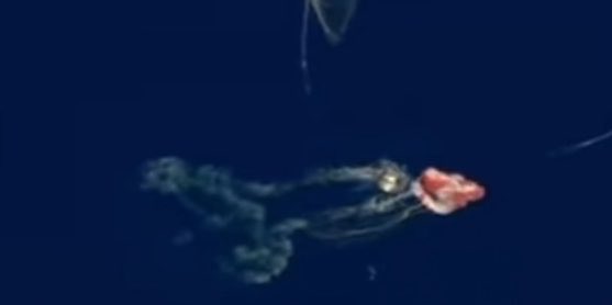 Owen Benjamin 🐻 tweet media