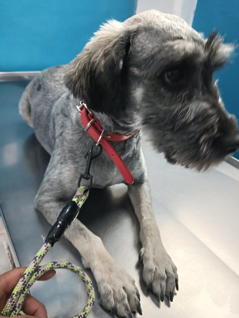 VIBRAmascotas's tweet image. Amigos ya solo falta 1600 para la pensión de Peluso y los estudios de Bella 
Alguien que pueda donar 100 pesitos ?
Por favor 🙏🏼 

Banco Azteca 
Diana Carolina Rosales Pérez
CLABE 127180013430278263 
TARJETA 4027660008598593

BANCOMER
Diana Carolina Rosales Pérez 
4152314199269617